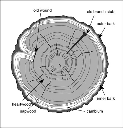 DATA | wiki | wood.png